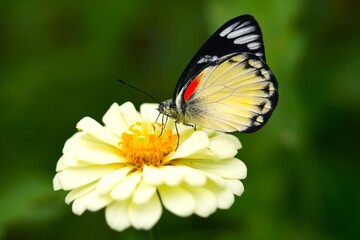 Close up of a Sunda Jezebel butterfly (Delias belisama) perched on a zinnia flower.