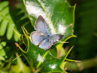 Holly Blue Butterfly Resting on Holly