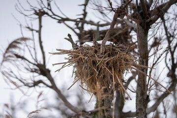 Cormorant nests built in bare trees near a reed bed in winter. Great cormorant nests clustered in leafless trees along a winter wetland, showing the dense structure of a breeding colony. 