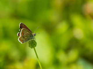 A Female Common Blue Butterfly © Stephan Morris 