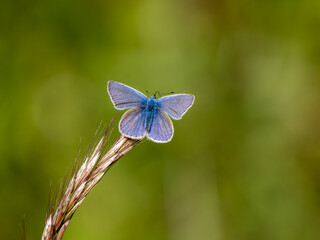 Common Blue Butterfly Resting on Grass