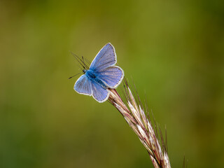 Common Blue Butterfly Resting on Grass © Stephan Morris 