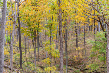 Obraz premium 63876-03914 Fall Color Stephen A. Forbes State Park Marion Co. IL