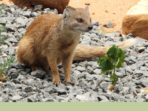Yellow mongoose