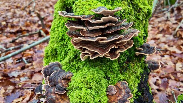 Turkey Tail fungus Trametes versicolor forming layered bracket cluster on moss covered decaying log, showing multicolored concentric band in damp temperate forest floor, static close shot.