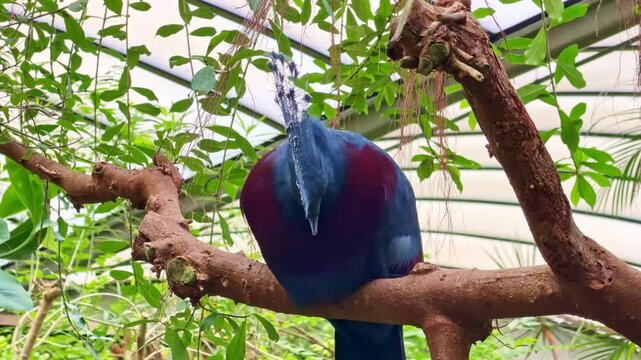 Victoria Crowned Pigeon (Goura victoria) perched on tree branch, displaying ornate blue lace crest, red eye and maroon chest against lush green tropical foliage, handheld medium shot.