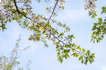 Obraz premium 播磨坂さくら並木の桜