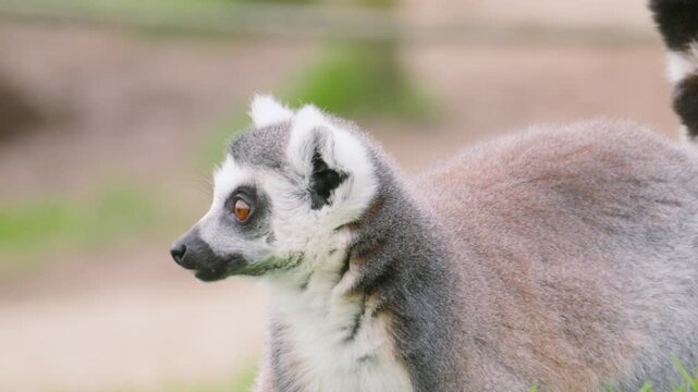 Close up of Lemur eating and grazing on the lookout for potential danger with wide eyes. Perfect for wildlife documentaries, animal behaviour, highlighting endangered species and habitat loss.
