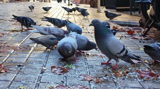 Rock Pigeon (Columba livia) feeding on scattered food across city pavement with group foraging behavior visible in urban environment setting, shallow depth of field close shot.
