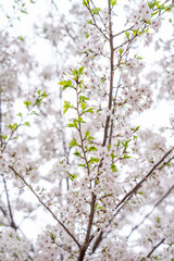 Obraz premium 播磨坂さくら並木の桜