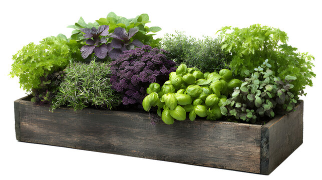 Assortment of fresh culinary herbs growing together in a rustic wooden planter box ai generated image isolated on transparent background