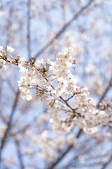 Obraz premium 播磨坂さくら並木の桜