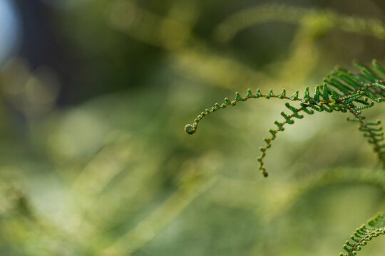 Green curling fern fronds in forest greenery