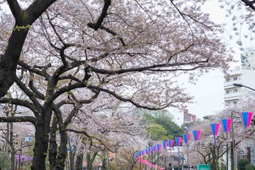 播磨坂さくら並木の桜