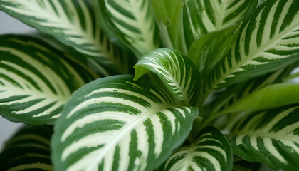 Vibrant green and white striped leaves on a lush tropical plant