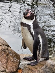 Obraz premium penguin on the rocks