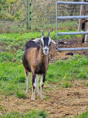 Obraz premium goat on the farm