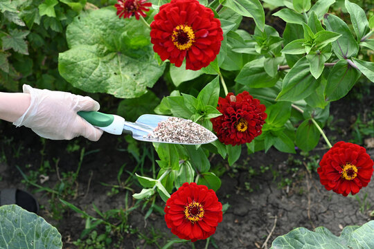 Gardener applying soil amendment to hydrangea flowers in a lush garden setting during the spring season