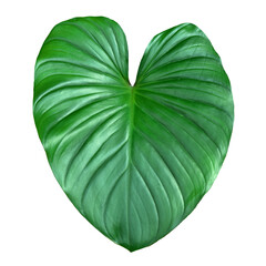 ハート形の大きな葉っぱ　切り抜き　合成用素材