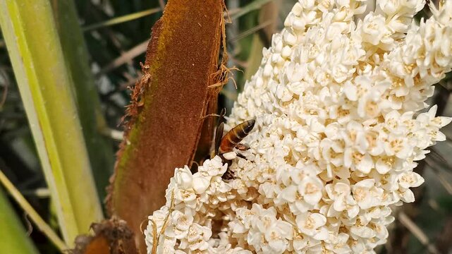 A Busy Honey Bee Diligently Gathering Nectar and Pollen from a Vibrant Cluster of Tiny White Blossoms, Highlighting the Intricate Natural Process of Pollination