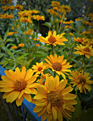 yellow flowers in the garden © Anastasia