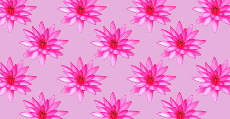 Top view  pattern set pink violet lotus flowers blossom bloom isolated on light purple background for stock photo illustration. summer flowers, floral for meditation, seamless water lily flower