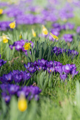 Obraz premium purple and yellow flowers, field of crocuses in spring 