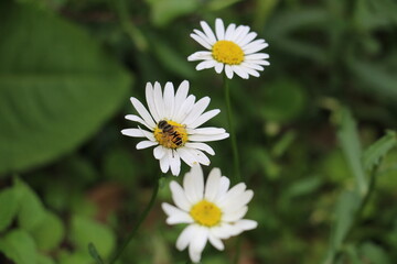 white daisy flower