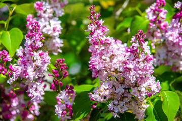 Obraz premium Pink lilac blooms in the Botanical garden 
