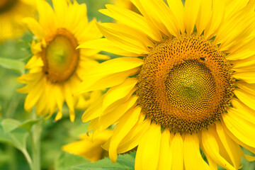 Yellow sunflowers in bloom for