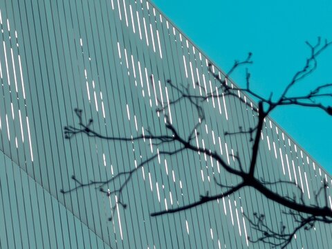 blue stracture of building with branch