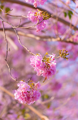 Pink flower cluster blooming on tree branch in spring with soft purple background and natural sunlight Tabebuia rosea, Bignoniaceae