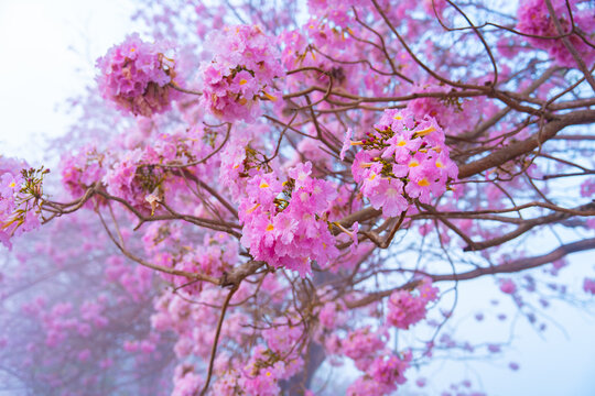 Pink flower cluster on tree branch with soft background of blooming flowers and sky in spring Tabebuia rosea, Bignoniaceae