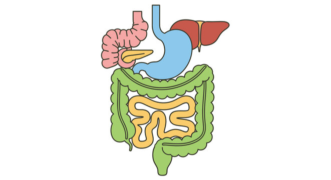 Human Digestive System Anatomy Diagram Illustration.