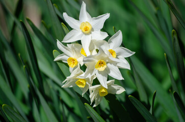Close-up of elegant white narcissus flowers blooming in the garden in early spring