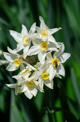 A vertical shot with Close-up of elegant white narcissus flowers blooming in the garden in early spring
