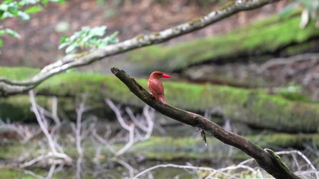 4K: Ruddy Kingfisher (Halcyon coromanda) perched on a branch, bobbing head and wagging tail in Shirakami-Sanchi, Japan.