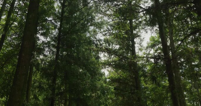 Fir Forest Path: A quiet path through towering trees where sunlight filters through.