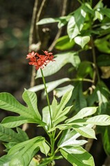 Red baby flower in a garden in Thailand