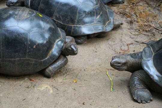 View of giant tortoises, Aldabrachelys Gigantea, in Mahe island in the Seychelles