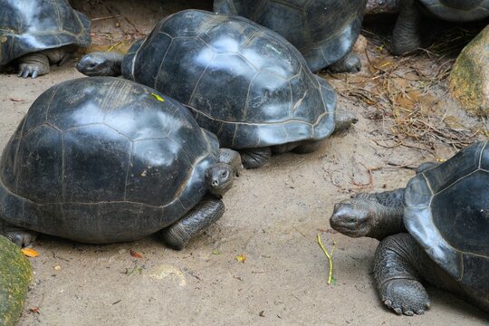 View of giant tortoises, Aldabrachelys Gigantea, in Mahe island in the Seychelles
