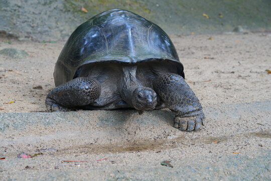 View of giant tortoises, Aldabrachelys Gigantea, in Mahe island in the Seychelles