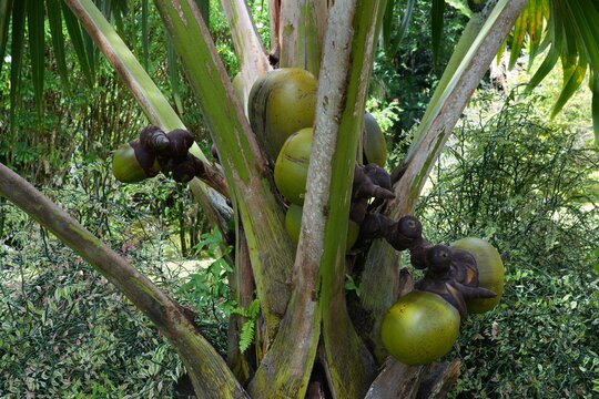 View of a Lodoicea maldivica tree, known as the coco-de-mer or double coconut, a unique palm tree from the Seychelles, famous for producing the world's largest and heaviest seed