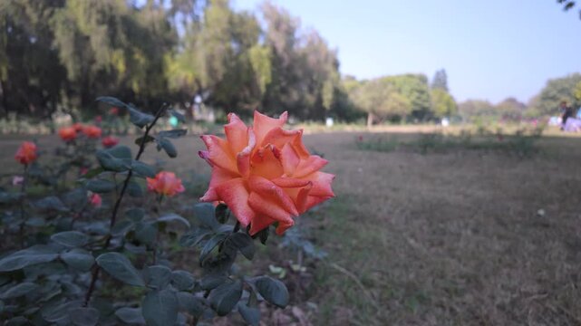 Close Up of a Single Vibrant Orange Rose Blooming in a Sunny Park