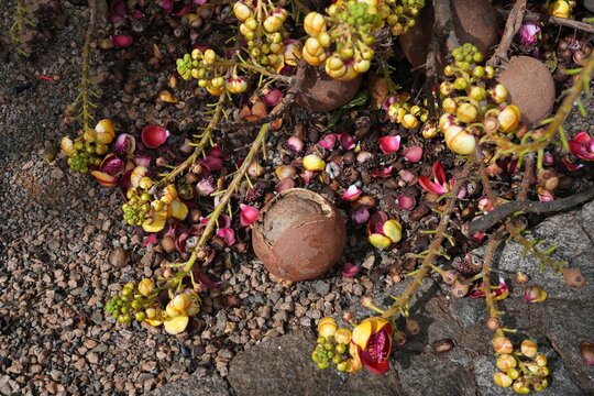 View of pink flowers on a cannonball tree, Couroupita guianensis
