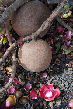 View of pink flowers on a cannonball tree, Couroupita guianensis