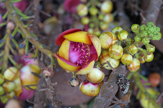 View of pink flowers on a cannonball tree, Couroupita guianensis