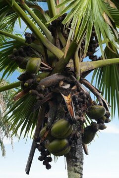View of a Lodoicea maldivica tree, known as the coco-de-mer or double coconut, a unique palm tree from the Seychelles, famous for producing the world's largest and heaviest seed