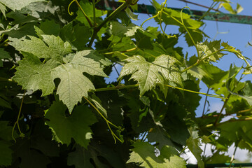 Lush green grape vine leaves thriving under a clear blue sky in an outdoor vineyard setting during the warm summer afternoon