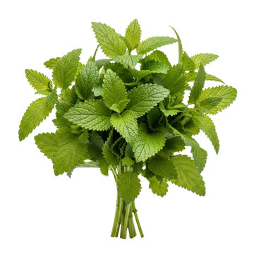 Fresh lemon balm leaves bunch isolated on white